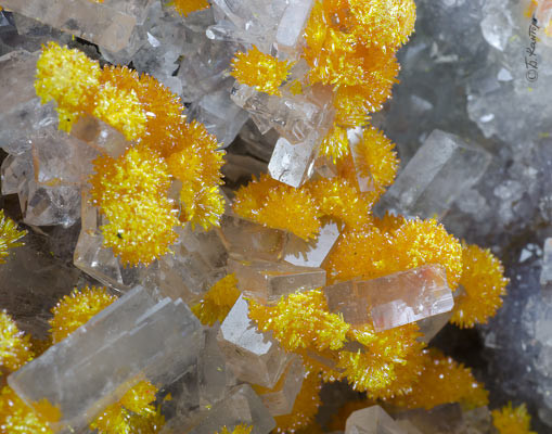 orpiment_DSF_6692_.jpg