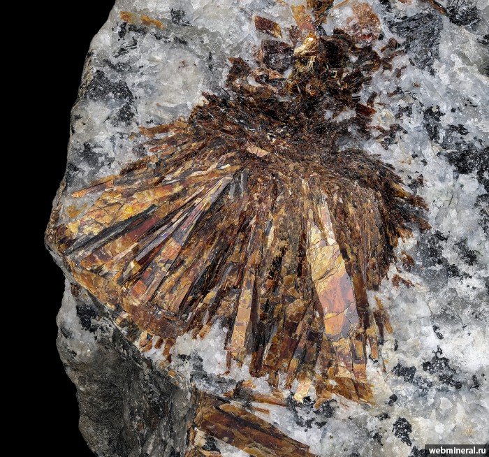 ���������� �������� �����������. ����������� ����.