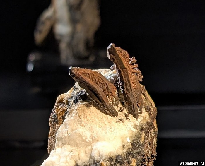 ���������� �������� ����, �������. ���������� �������.