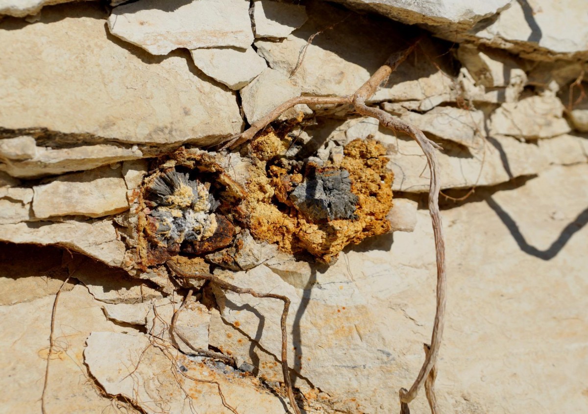 Разрушенные конкреции пирита. Фотография месторождения. Кокбулак сай, Казахстан.
