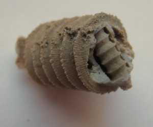 ����� (����. ��������). �������� ������. �������� � �������������. webmineral.ru