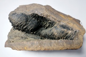 ø���. �������������� (Fe) �������������. �������� � �������������. webmineral.ru