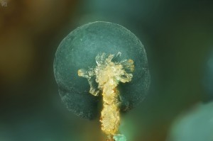 ,  .   . webmineral.ru