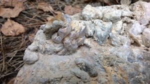 ���� �������� ��� 