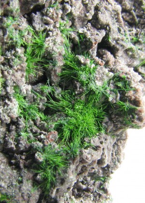 ������. �������� ��������. �������� � �������������. webmineral.ru