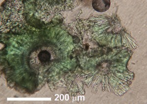 ��������������, ���������. �����-������-����� ����������. �������� � �������������. webmineral.ru