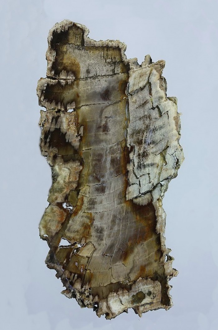 Фотография минерала Кварц разн. (Халцедон), Окаменелое дерево. Копейск (город).